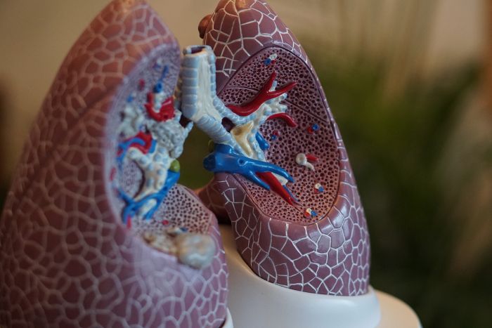 Selective focus photography of anatomy lungs.