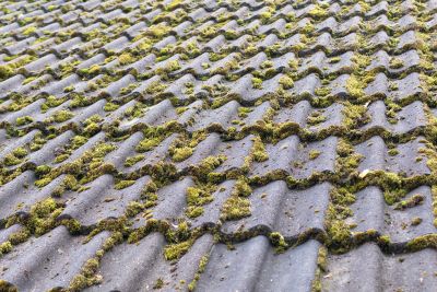 Asbestos roof covered in green moss.